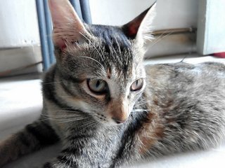 Gentletabby Kitten Looking For Home - Domestic Short Hair Cat