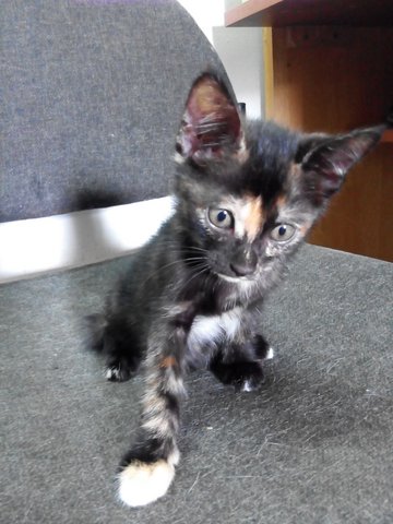 Cute Tortoiseshell Kitten - Domestic Short Hair Cat