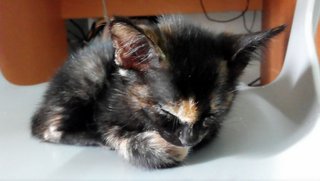 Cute Tortoiseshell Kitten - Domestic Short Hair Cat