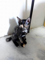 Cute Tortoiseshell Kitten - Domestic Short Hair Cat