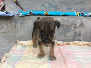 Precious  - Mixed Breed Dog