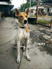 Sammy Girl - Mixed Breed Dog