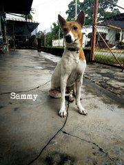 Sammy Girl - Mixed Breed Dog