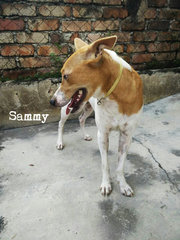 Sammy Girl - Mixed Breed Dog