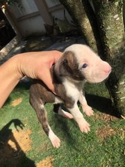 Brownie  - Boxer Dog