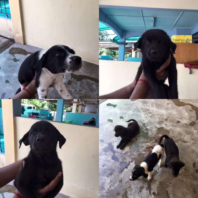 Chubby Pups - Mixed Breed Dog