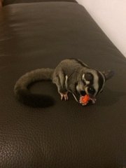 Grek  - Sugar Glider Small & Furry