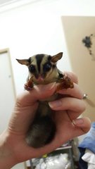 Grek  - Sugar Glider Small & Furry