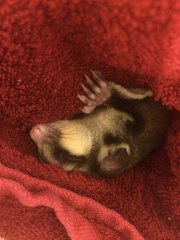 Grek  - Sugar Glider Small & Furry