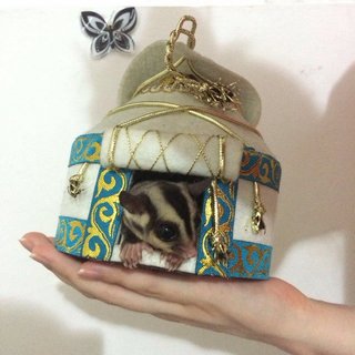 Grek  - Sugar Glider Small & Furry