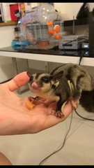 Grek  - Sugar Glider Small & Furry