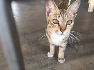 Brown Tabby Kitten Looking For Home - Domestic Short Hair Cat