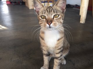 Brown Tabby Kitten Looking For Home - Domestic Short Hair Cat