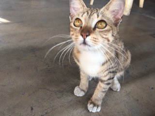 Brown Tabby Kitten Looking For Home - Domestic Short Hair Cat