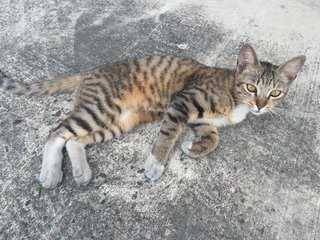 Brown Tabby Kitten Looking For Home - Domestic Short Hair Cat