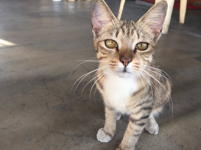 Brown Tabby Kitten Looking For Home - Domestic Short Hair Cat