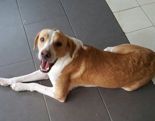 Sam - Mixed Breed Dog
