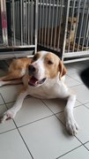 Sam - Mixed Breed Dog