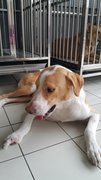 Sam - Mixed Breed Dog