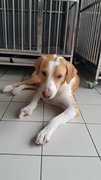 Sam - Mixed Breed Dog