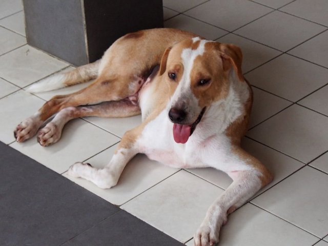 Sam - Mixed Breed Dog