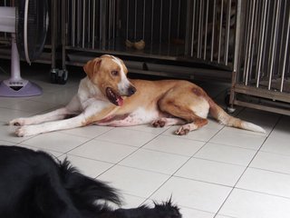 Sam - Mixed Breed Dog