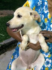 Spotty - Mixed Breed Dog