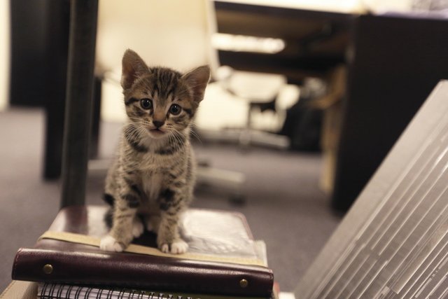 Ah Line - Domestic Short Hair Cat