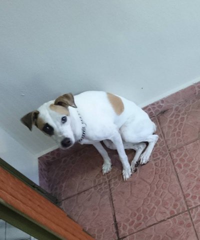 Patches  - Mixed Breed Dog