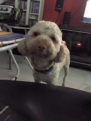 Milo - Poodle Dog