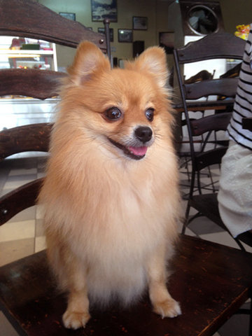 Sissi - Pomeranian Dog