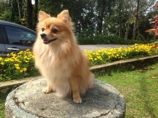 Sissi - Pomeranian Dog