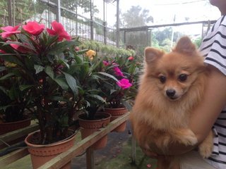 Sissi - Pomeranian Dog