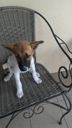 Dee Dee - Mixed Breed Dog