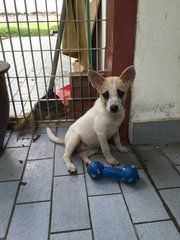 Pix-ie - Terrier Mix Dog