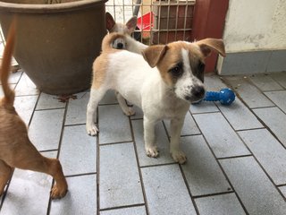 Patch-es - Terrier Mix Dog