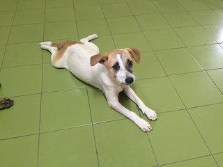 Patch-es - Terrier Mix Dog