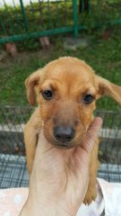 Honeybun - Miniature Pinscher Mix Dog