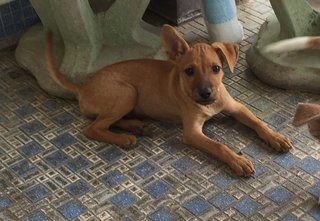 Honeybun - Miniature Pinscher Mix Dog