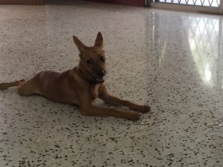 Honeybun - Miniature Pinscher Mix Dog