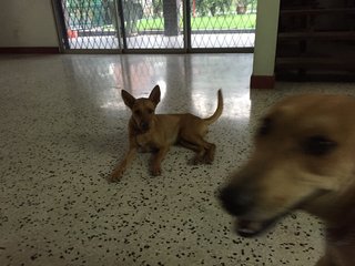 Honeybun - Miniature Pinscher Mix Dog