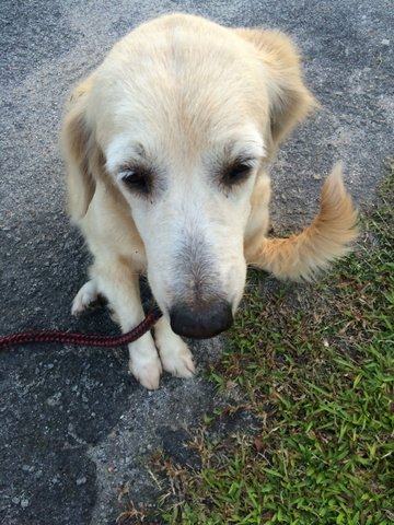 Julie  - Golden Retriever Dog