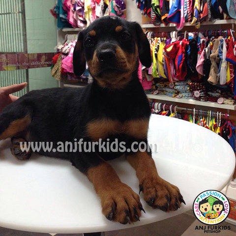 Female Rottweiler Puppies  - Rottweiler Dog