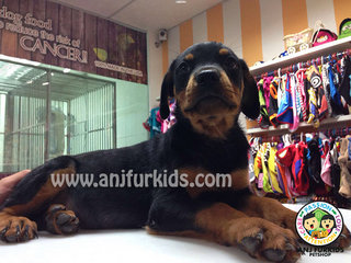 Female Rottweiler Puppies  - Rottweiler Dog