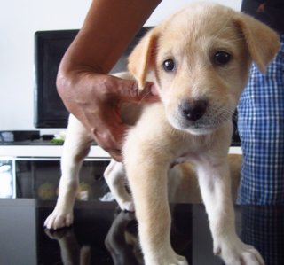 Female cream puppy , very pampered and so adorable