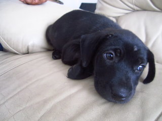 Female black puppy , she has a scar on her forehead ... little black beauty 