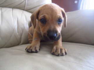 Male brown pup , looks innocent but very naughty and playful ... I just love his enthusiasm , he's a