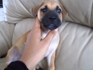 Male brownish black puppy , playful but pampered ... really a cutie 