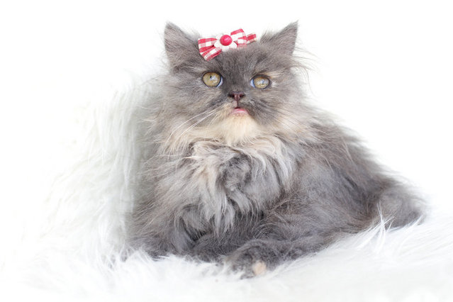 Elsa - Persian Cat