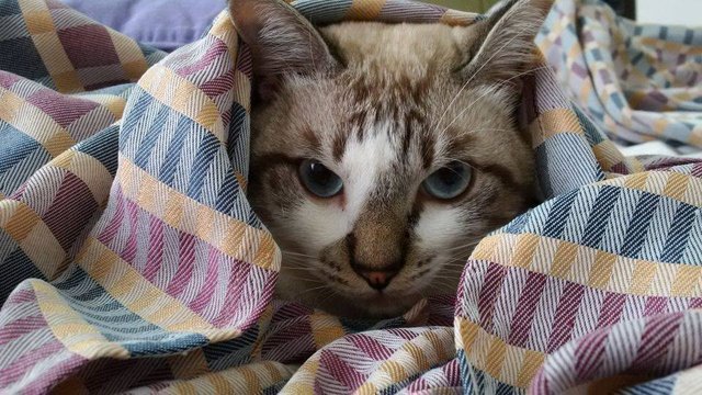 Monsieur - Tonkinese Cat